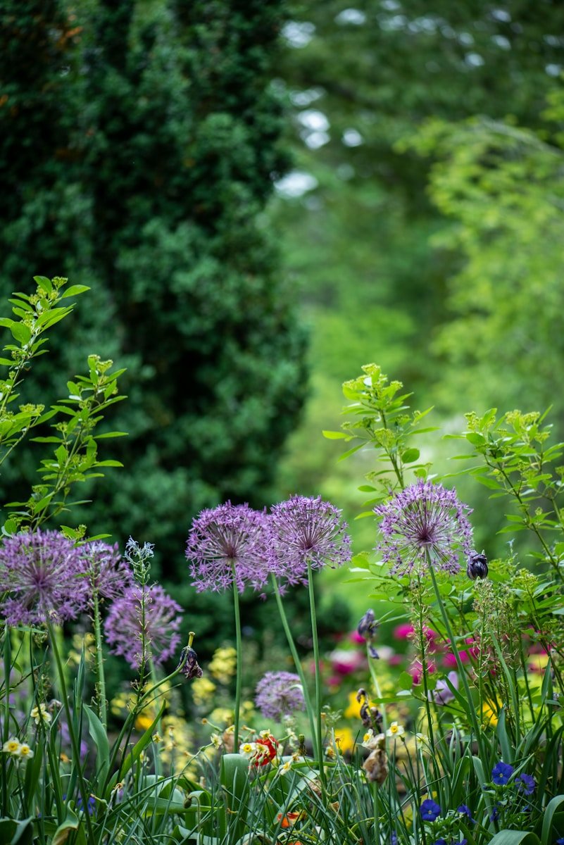 Using a Free Garden Layout Planner