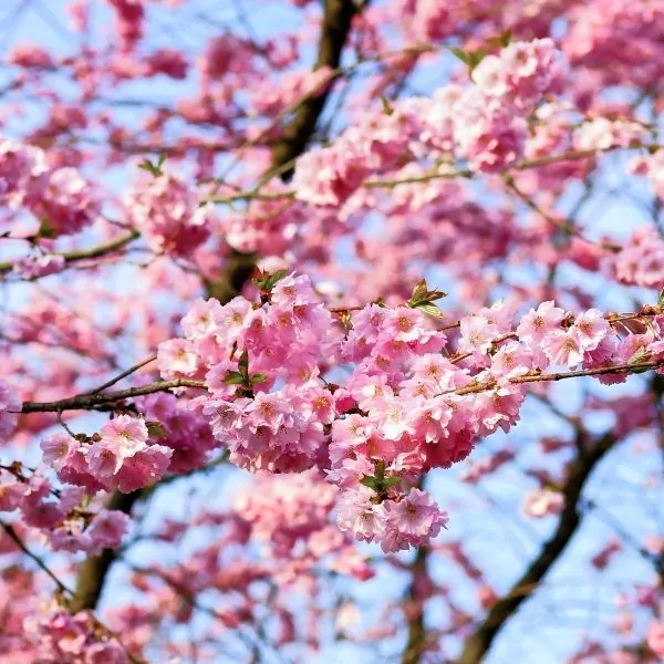 Autumn Blooming Cherry Prunus subhirtella 'Autumnalis'