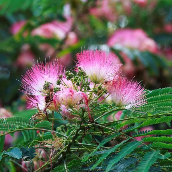 Mimosa Tree: Albizia julibrissin ‘Rosea’