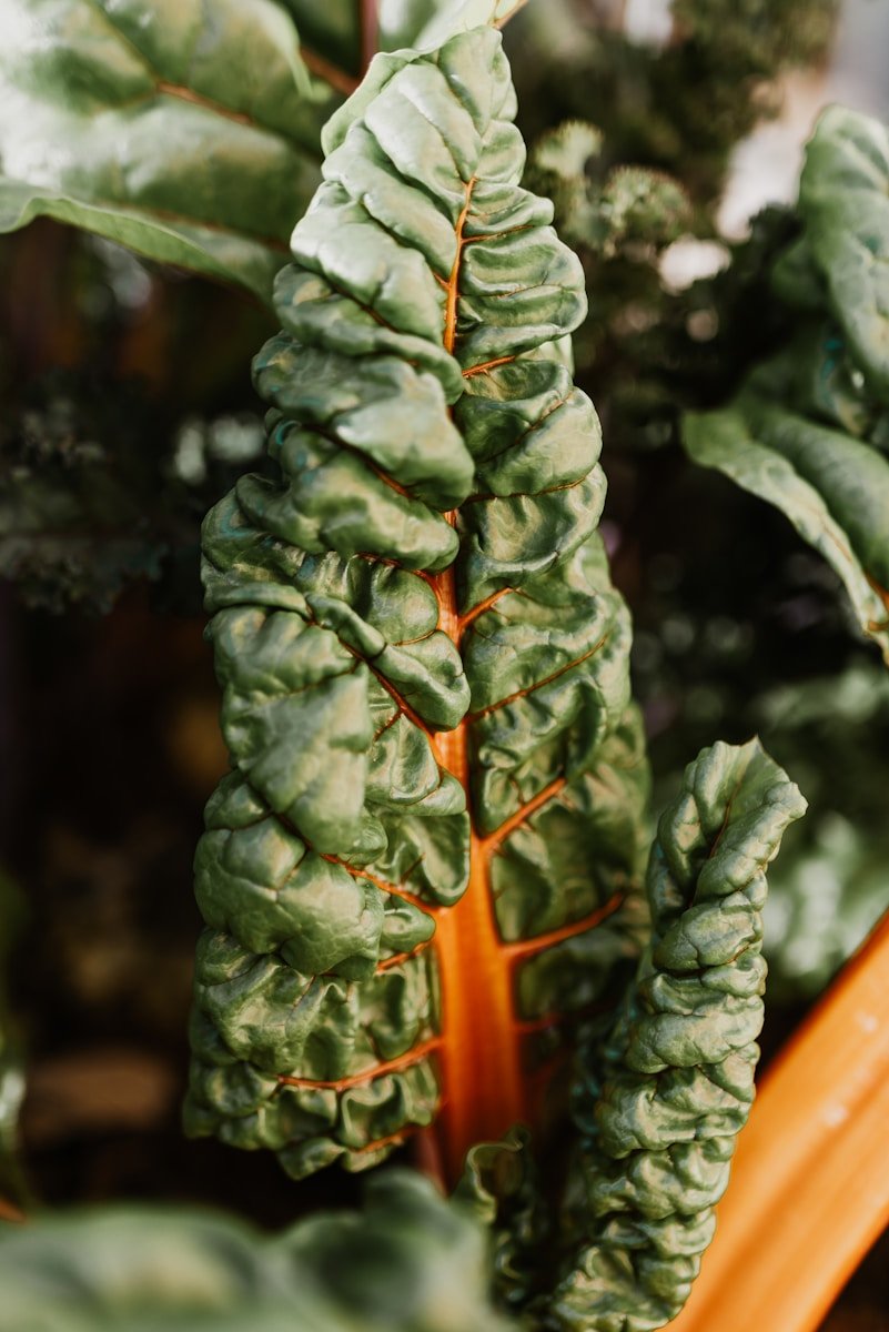 Growing Swiss Chard