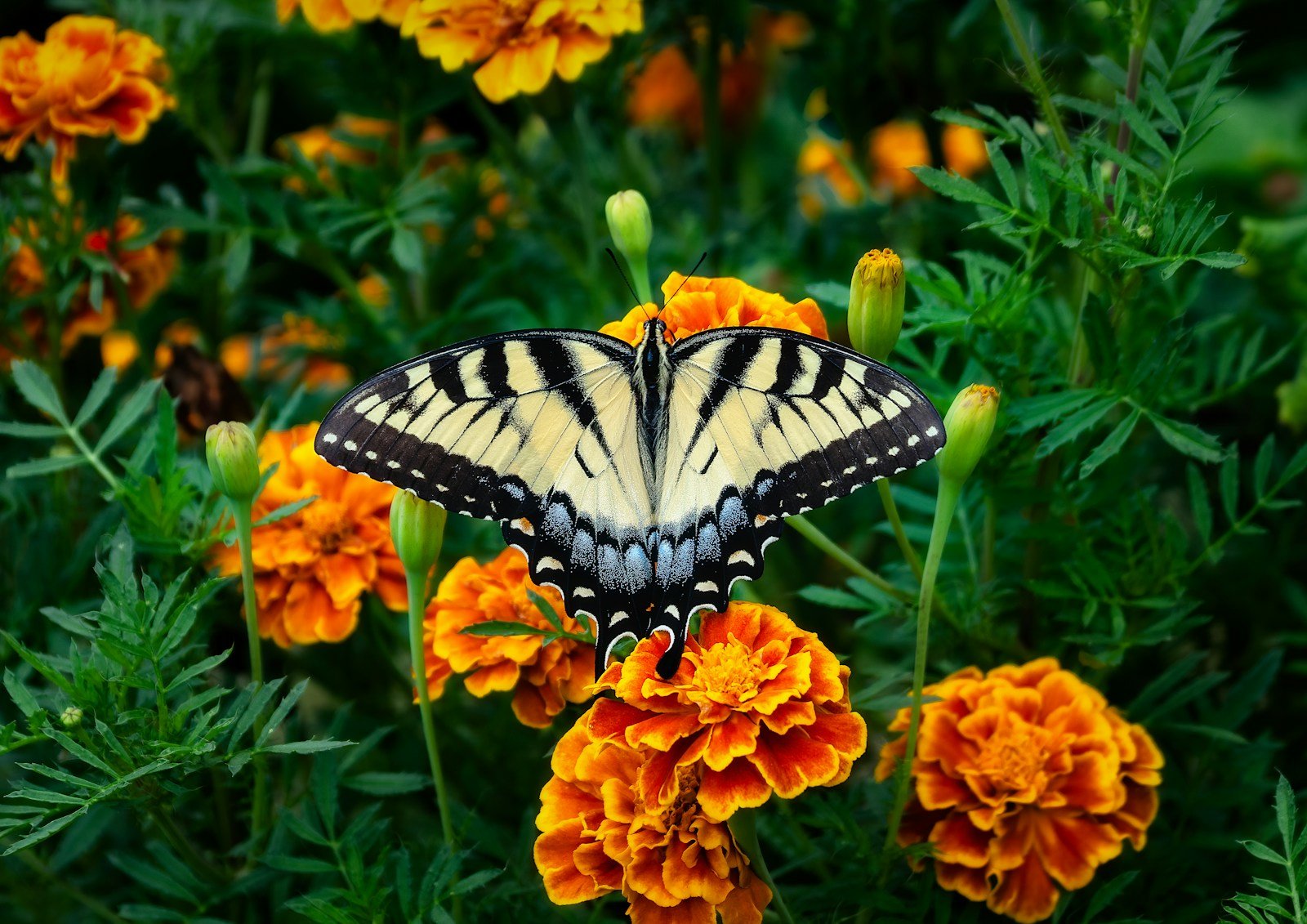 Why YOU Should Plant Marigolds