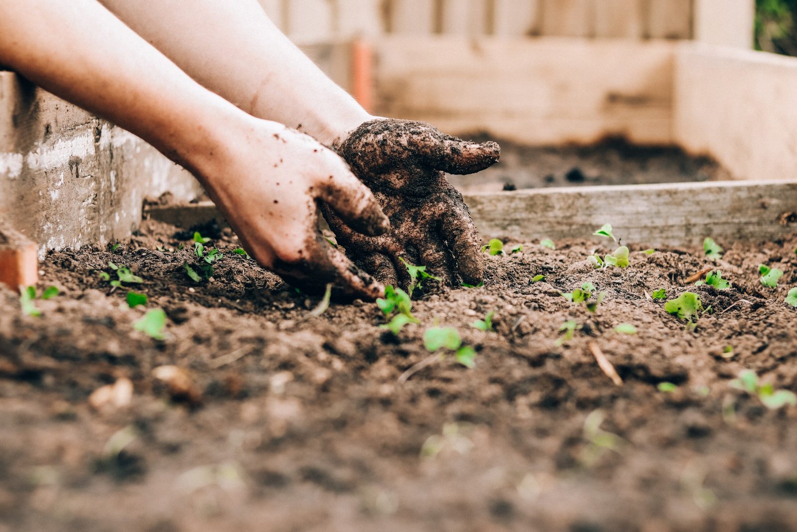 Growing Strawberries at Home: Easy Tips for a Delicious Harvest