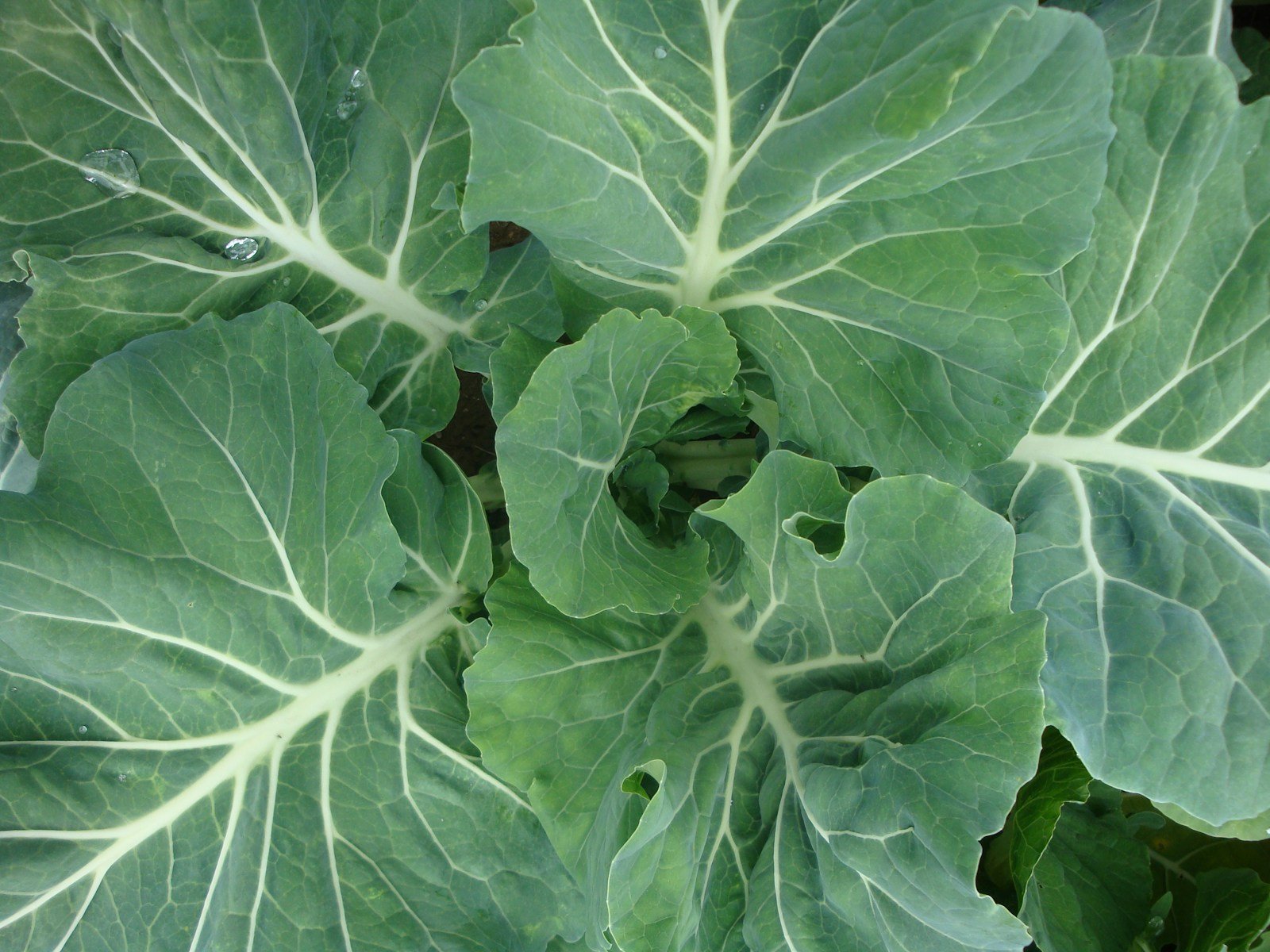 Growing Collards