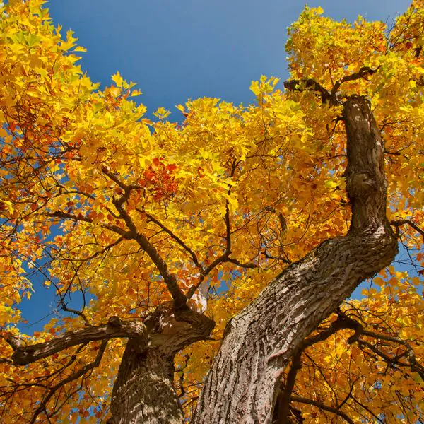 Tulip Poplar Trees: A Guide for Gardeners